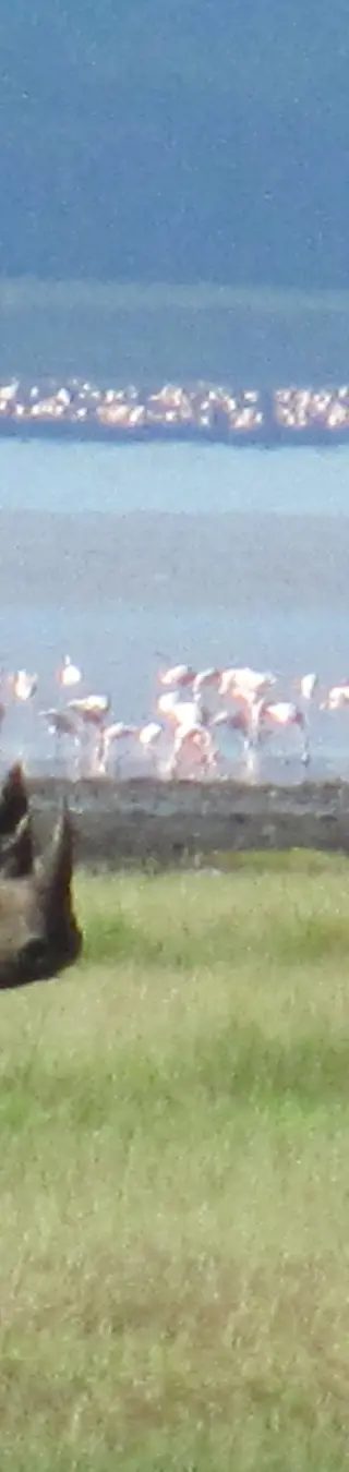 Beobachte Flamingos à gogo im Lake Nakuru